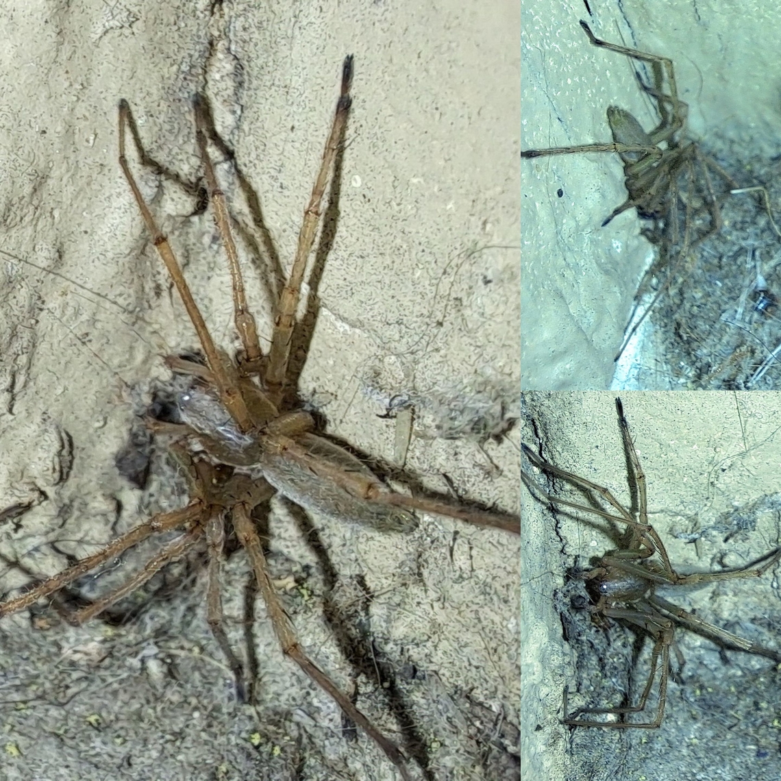 Male black-footed yellow sac spider  Araneae,Black-footed yellow sac spider,Cheiracanthium,Cheiracanthium inclusum,Eutichuridae,Geotagged,Male,United States