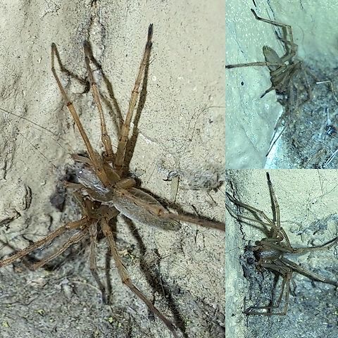 Male black-footed yellow sac spider  Araneae,Black-footed yellow sac spider,Cheiracanthium,Cheiracanthium inclusum,Eutichuridae,Geotagged,Male,United States