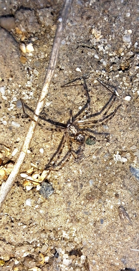 sombrero spider I saw this hanging from a web thread in a tree. I grabbed the web so I could get a picture because it was dangling and windy. Neighbor's cat interfered and the spider got stuck to her. Best picture I could get. I tried Google lens and an app. Told me it was a stone spider which is from Europe. Alas, I do not have an idea. Say about an inch long.<br />
Edit. Picture insect identified it. It was a hard one. Philodromus californicus,United States,arachnid,male