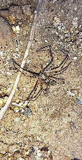 sombrero spider I saw this hanging from a web thread in a tree. I grabbed the web so I could get a picture because it was dangling and windy. Neighbor's cat interfered and the spider got stuck to her. Best picture I could get. I tried Google lens and an app. Told me it was a stone spider which is from Europe. Alas, I do not have an idea. Say about an inch long.
Edit. Picture insect identified it. It was a hard one. Philodromus californicus,United States,arachnid,male