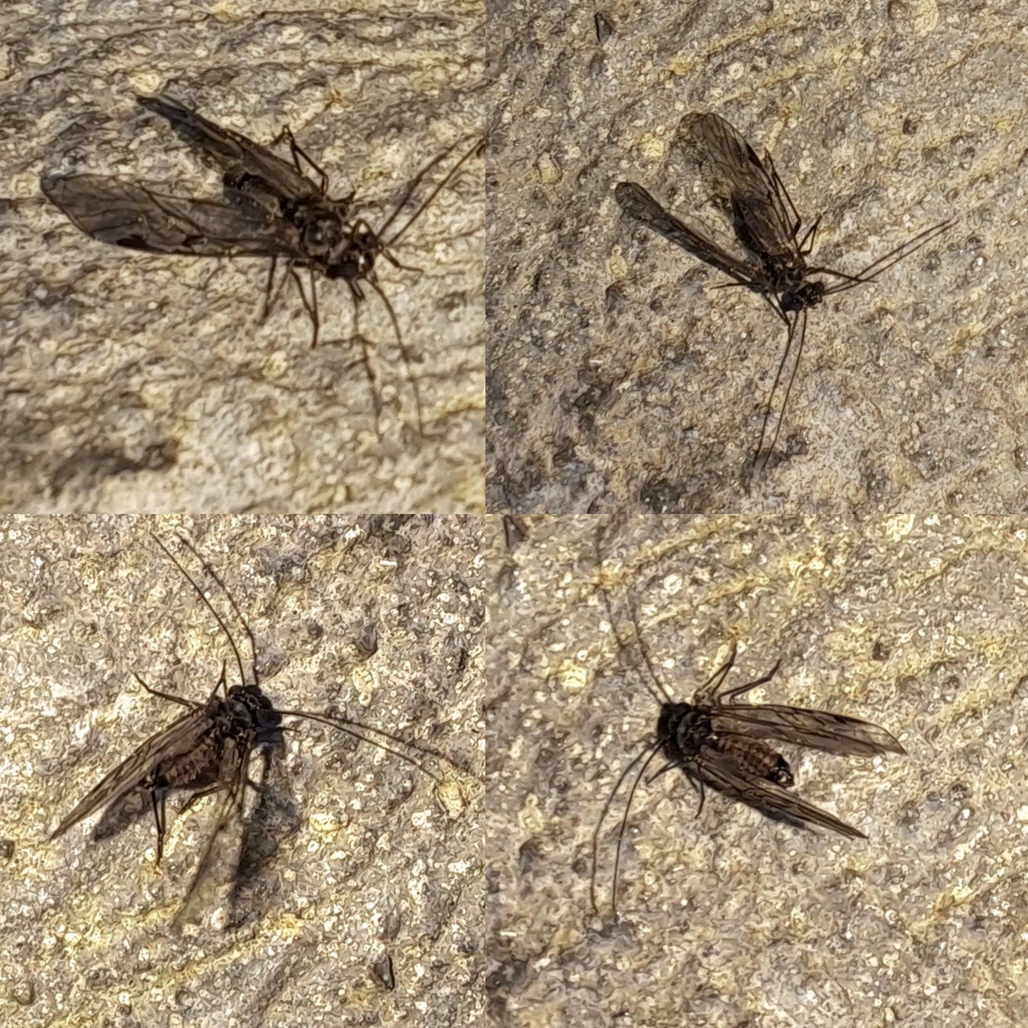 Diptera Thought it was a midge. There have been a lot this year and I keep getting bitten by them. But the antenna is too long. Google lens is giving me barklice. So, not sure. Diptera,Geotagged,Stonefly,United States,fly,spring