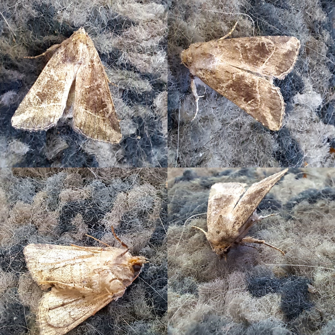 Owlet moth Not sure the ID. Keeps telling me there are ones found in Europe.  Geotagged,Lepidoptera,Moth,United States,owlet moths