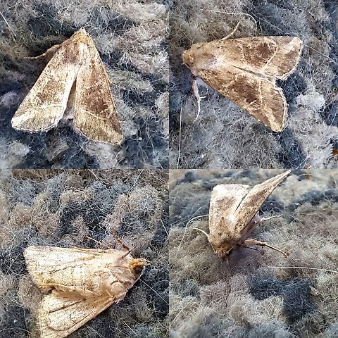 Owlet moth Not sure the ID. Keeps telling me there are ones found in Europe.  Geotagged,Lepidoptera,Moth,United States,owlet moths