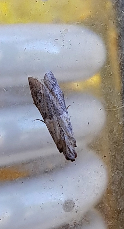 dusky raisin moth  Ephestiodes,Ephestiodes gilvescentella,Geotagged,Lepidoptera,Pyralidae,Spring,United States,dusky raisin moth