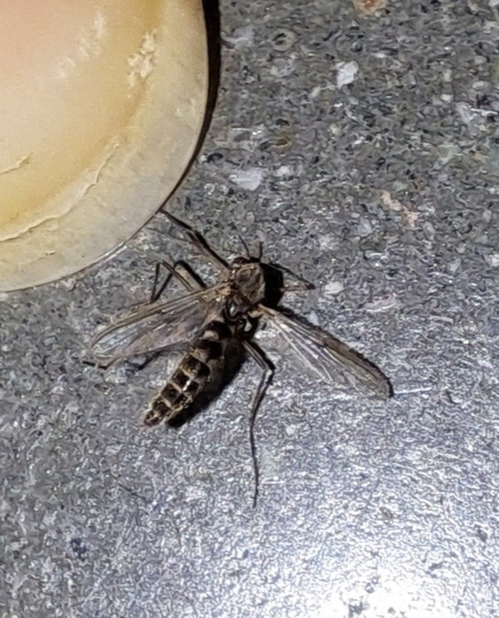 Mosquito knockout I have been getting bitten by things lately. They have been taken months to fully heal. I have been seeing black midges and this mosquito in the store. Only reason I caught it? I saw something flying towards me and I hit it with a paint brush. A coworker told me to take garlic pills because I seem to attact them and I'm tired of being itchy. We needed the rain desperately, but I noticed a higher number of different fly species I don't usually see. Aedes,Culicidae,Diptera,Female,Geotagged,Mosquito,Spring,United States