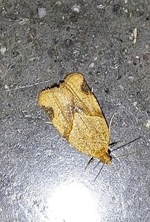 Greenish apple moth The greenish apple moth may be a reference to its larvae stage. It looked a little yellow to me. Very small. About. 5 cm.Fell of near a cat at work. Yes, I have cats at work too. Lots if bugs are attracted to hardware stores. Cats eat them.  Clepsis,Clepsis virescana,Geotagged,Light Brown Apple Moth,Light brown apple moth,Spring,Tortricidae,United States,greenish apple moth