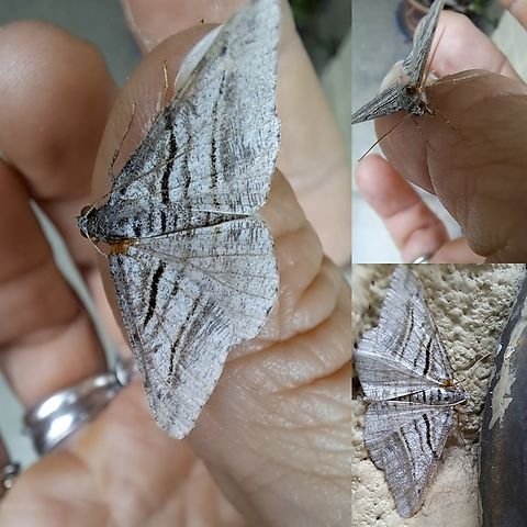 the curve-lined angle moth Saved it from a web. Got injured.  Curved-lined Angle,Digrammia continuata,Geometridae,Geotagged,Lepidoptera,United States,curve-lined angle moth,moth