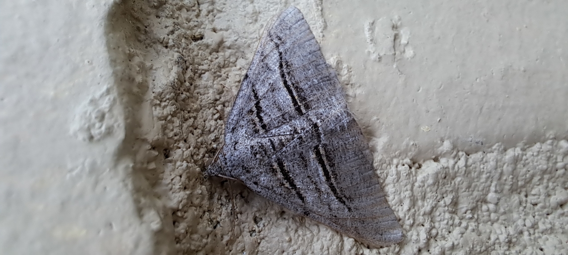 Digrammia atrofasciata  Broad-lined Angle,Digrammia atrofasciata,Geometridae,Geotagged,Lepidoptera,Spring,The Broad-lined Angle,United States