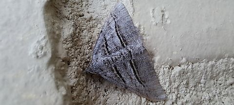 Digrammia atrofasciata  Broad-lined Angle,Digrammia atrofasciata,Geometridae,Geotagged,Lepidoptera,Spring,The Broad-lined Angle,United States