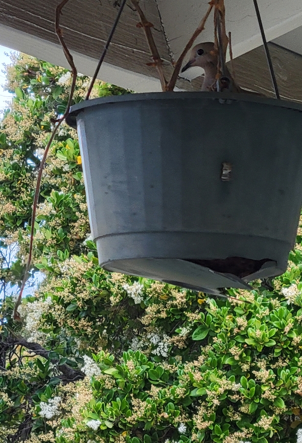 Mourning dove nesting in a hanging pot There a moth on it but I didn't want to get close. Besides,the cat is aware of them. Her partner is also around.  Aves,Columbidae,Columbiformes,Geotagged,Mourning Dove,Spring,United States,Zenaida macroura,mourning dove,zenaida