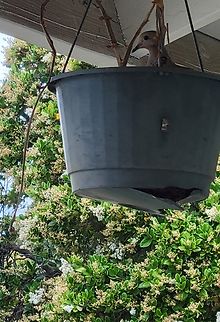 Mourning dove nesting in a hanging pot There a moth on it but I didn't want to get close. Besides,the cat is aware of them. Her partner is also around.  Aves,Columbidae,Columbiformes,Geotagged,Mourning Dove,Spring,United States,Zenaida macroura,mourning dove,zenaida