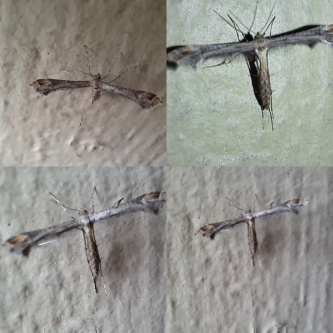 Sage plume moth This was tough to keep still. I had a lot of patience  Anstenoptilia marmarodactyla,Geotagged,Lepidoptera,Pterophoridae,United States,sage plume moth