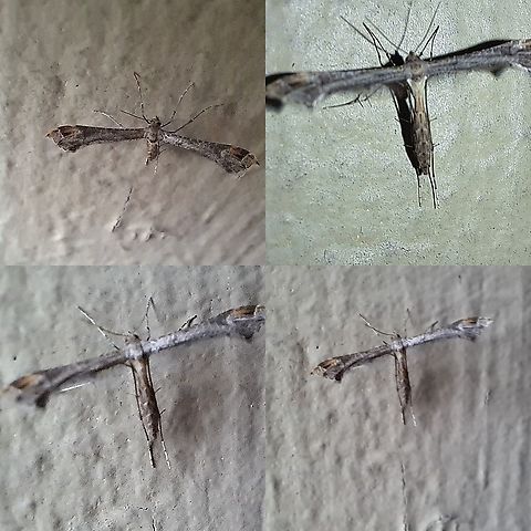 Sage plume moth This was tough to keep still. I had a lot of patience  Anstenoptilia marmarodactyla,Geotagged,Lepidoptera,Pterophoridae,United States,sage plume moth