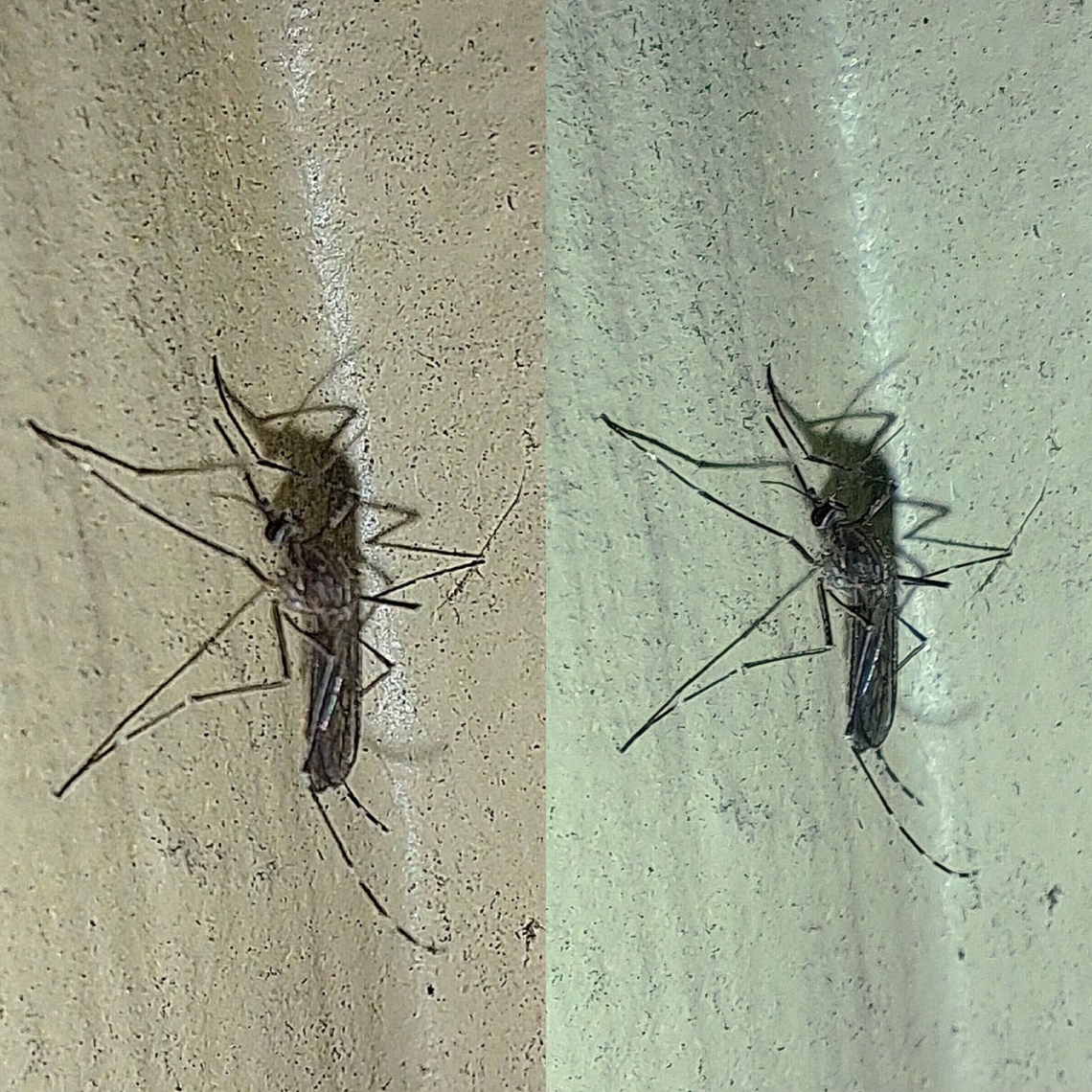 Female mosquito  Culex tarsalis,Culicidae,Diptera,Geotagged,Mosquito,United States,Western Encephalitis Mosquito