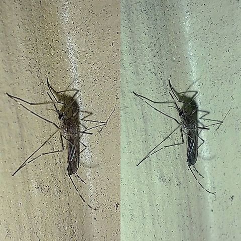 Female mosquito  Culex tarsalis,Culicidae,Diptera,Geotagged,Mosquito,United States,Western Encephalitis Mosquito