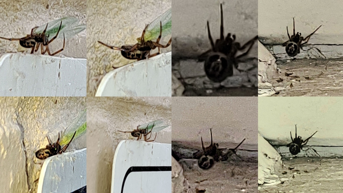 Steatoda nobilis female eating lacewing on left Taken 2 days apart.  Two different females. Two different phones. Two different distances. Macro mode on the left. Zoom on a ceiling corner on the right. Geotagged,Noble False Widow,Noble false widow,Spider,Steatoda nobilis,United States,female