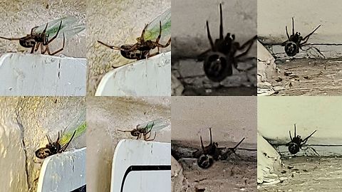 Steatoda nobilis female eating lacewing on left Taken 2 days apart.  Two different females. Two different phones. Two different distances. Macro mode on the left. Zoom on a ceiling corner on the right. Geotagged,Noble False Widow,Noble false widow,Spider,Steatoda nobilis,United States,female