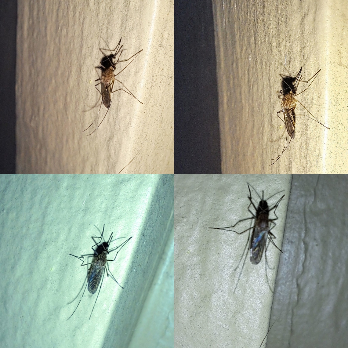 Culex tarsalis female These are better pictures from yesterday. We have a pool next door. I think,maybe with more awareness because I submit pictures here,of mosquitos and other insects. But I still think it&#039;s because of rain we haven&#039;t had in ages contributing to it. Culex tarsalis,Culicidae,Diptera,Geotagged,United States,Western Encephalitis Mosquito