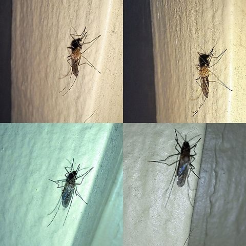 Culex tarsalis female These are better pictures from yesterday. We have a pool next door. I think,maybe with more awareness because I submit pictures here,of mosquitos and other insects. But I still think it's because of rain we haven't had in ages contributing to it. Culex tarsalis,Culicidae,Diptera,Geotagged,United States,Western Encephalitis Mosquito