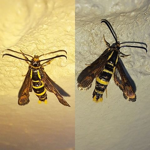 strawberry crown moth I thought it was a type of wasp until I did Google lens. Clearwing moths,Geotagged,Lepidoptera,Sesiidae,Strawberry Crown Moth,Synanthedon,Synanthedon bibionipennis,United States,strawberry crown moth