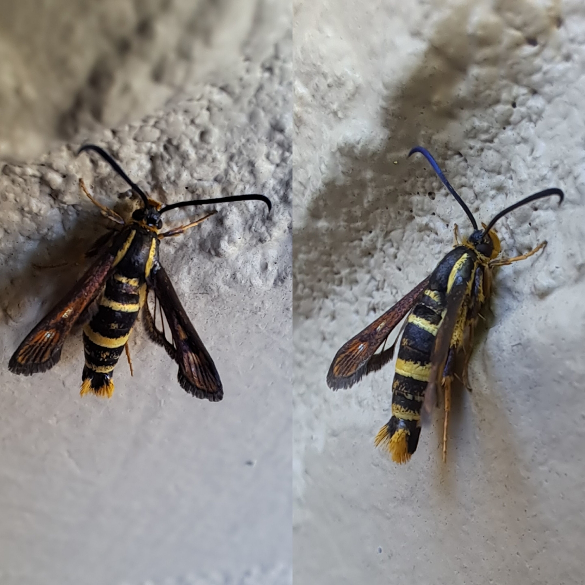 strawberry crown moth without flash I thought it left. Daylight gives more color.  Clearwing moths,Geotagged,Lepidoptera,Sesiidae,Strawberry Crown Moth,Synanthedon,Synanthedon bibionipennis,United States,strawberry crown moth