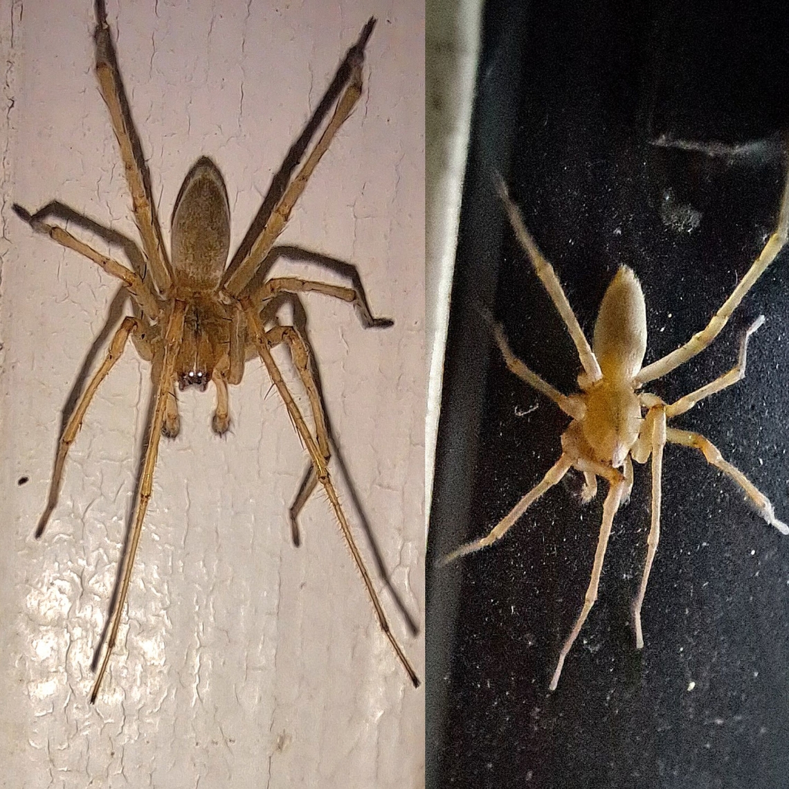 Yellow sac spiders His glowing eyes.  Araneae,Arthropoda,Cheiracanthium,Cheiracanthium mildei,Eutichuridae,Geotagged,United States,Yellow sac spider,male,northern yellow sac spider