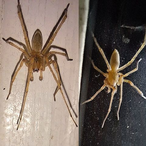 Yellow sac spiders His glowing eyes.  Araneae,Arthropoda,Cheiracanthium,Cheiracanthium mildei,Eutichuridae,Geotagged,United States,Yellow sac spider,male,northern yellow sac spider