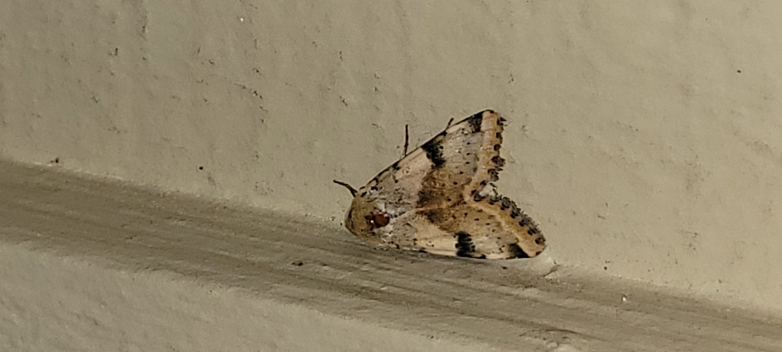 Spotted buff gem moth,Owlet moth  Geotagged,Heliothis phloxiphag,Heliothis phloxiphaga,Lepidoptera,Owlet moth,Spotted buff gem moth,Spring,United States,moth