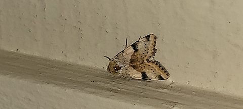 Spotted buff gem moth,Owlet moth  Geotagged,Heliothis phloxiphag,Heliothis phloxiphaga,Lepidoptera,Owlet moth,Spotted buff gem moth,Spring,United States,moth