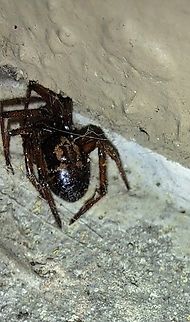 Steatoda nobilis female Last year,I had nothing but males. This year, the opposite.  Araneae,Geotagged,Noble False Widow,Spring,Steatoda,Steatoda nobilis,Theridiidae,United States,female