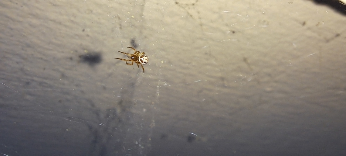 Steatoda nobilis spiderling  Araneae,Geotagged,Noble False Widow,Spring,Steatoda,Steatoda nobilis,Theridiidae,United States