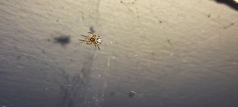Steatoda nobilis spiderling  Araneae,Geotagged,Noble False Widow,Spring,Steatoda,Steatoda nobilis,Theridiidae,United States
