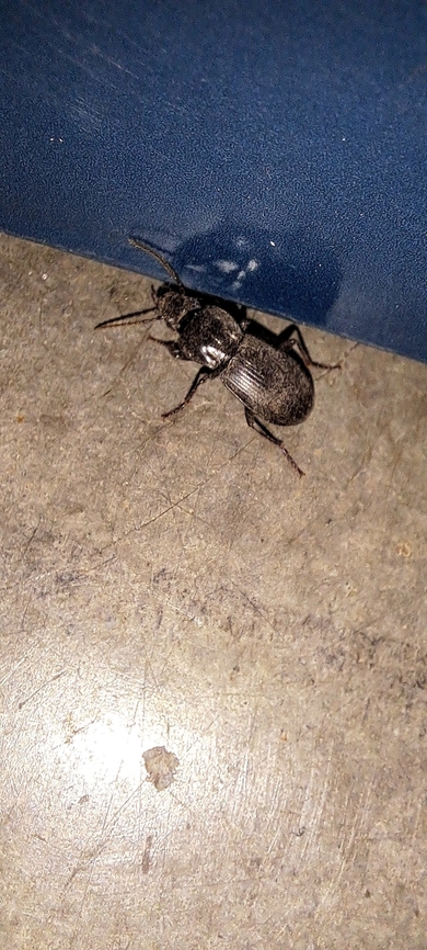 Ground beetle  Carabidae,Coleoptera,Ground Beetle,Pterostichus