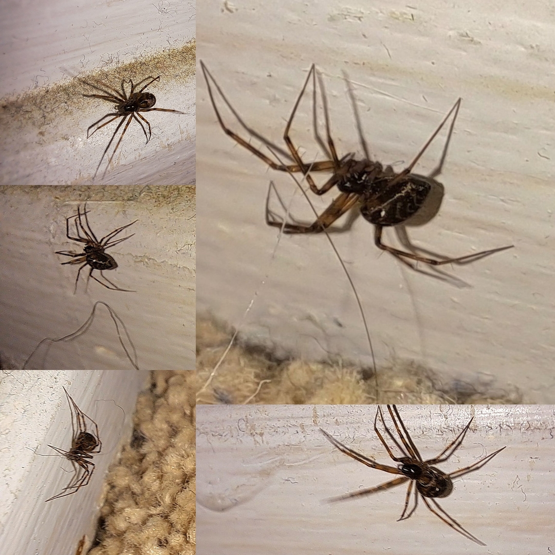 triangulate cobweb spider She was running, why the slight blur. Arachnida,Araneae,Female,Geotagged,Steatoda triangulosa,Theridiidae,Triangulate cobweb spider,United States,triangulate cobweb spider