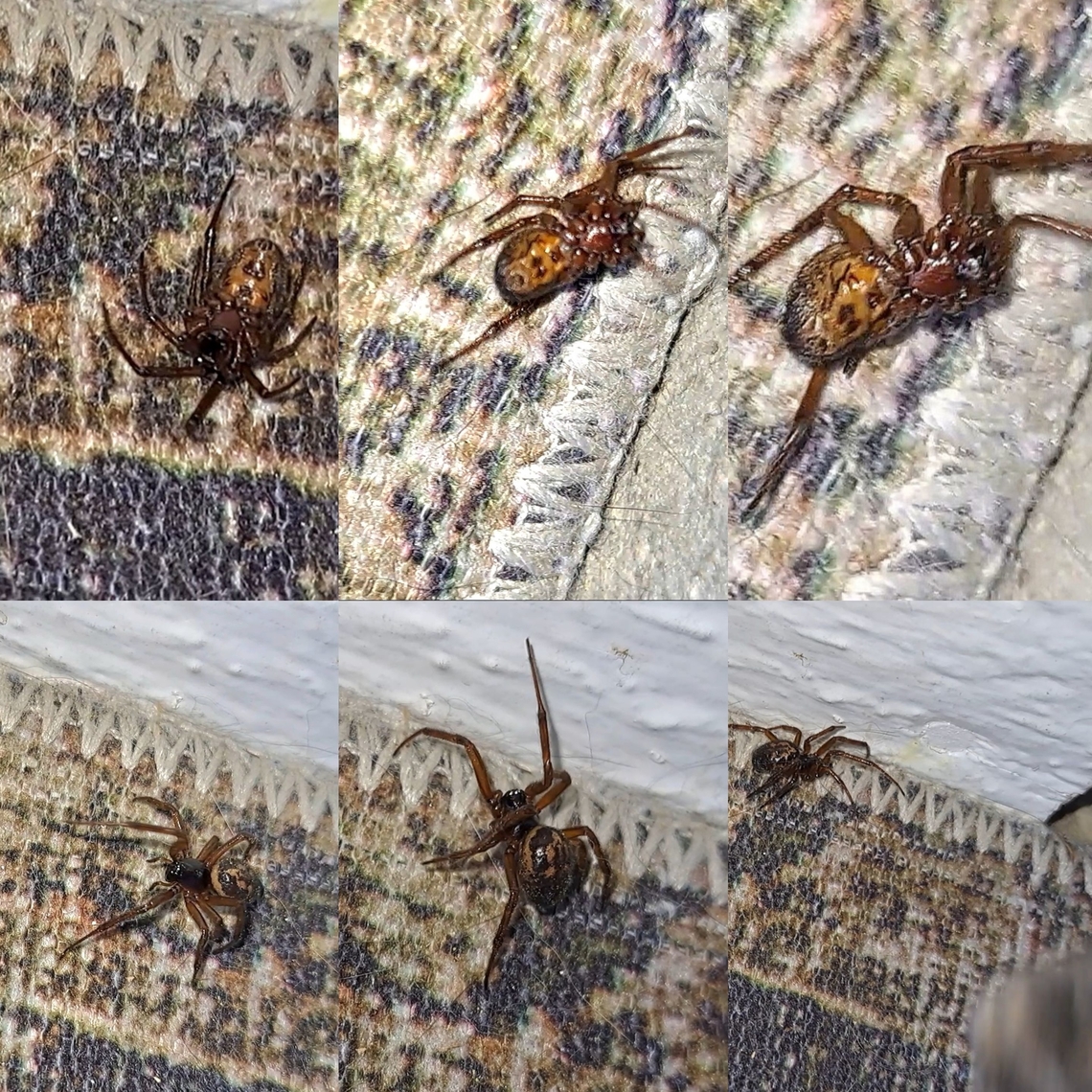 Noble false widow female Note that bottom right hand corner picture of a grey blur in the corner is the neighbor&#039;s cats paw insuring the spider&#039;s demise.  You can see the spider&#039;s underbelly.  Thought I put something a bit different.  Arachnida,Araneae,Noble False Widow,Noble false widow,Steatoda nobilis,Theridiidae,female,spider