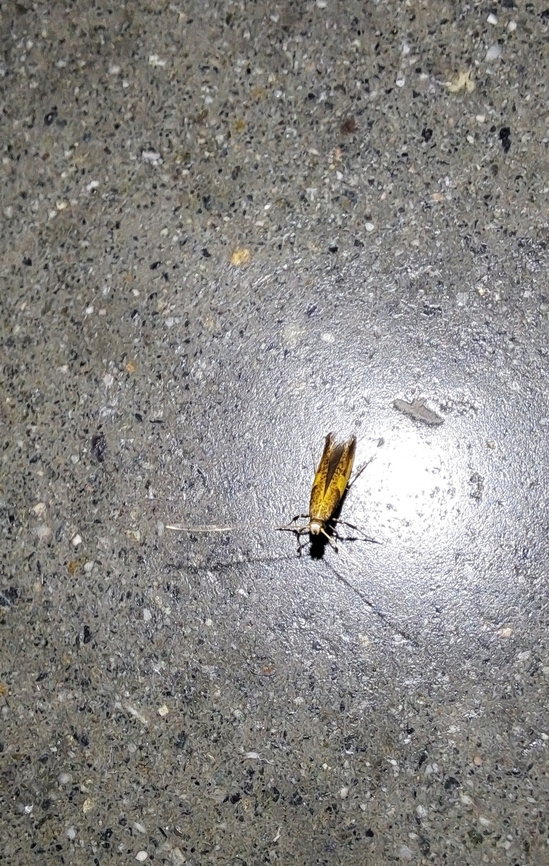 Lepidoptera Not 100%. Doesn't have the leafminer pose. Astrotischeria heliopsisella,Geotagged,Spring,Tischeriidae,United States