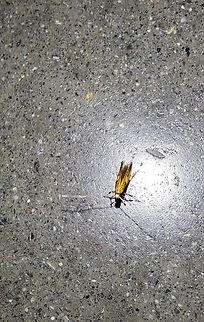 Lepidoptera Not 100%. Doesn't have the leafminer pose. Astrotischeria heliopsisella,Geotagged,Spring,Tischeriidae,United States