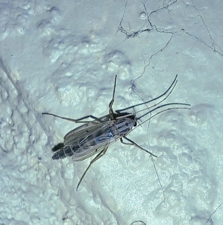 Buzzer midge female  Buzzer Midge,Chironomidae,Chironomus,Chironomus plumosus,Geotagged,Summer,United States,female