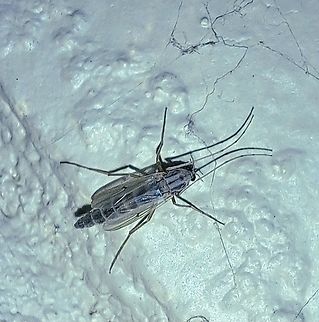Buzzer midge female  Buzzer Midge,Chironomidae,Chironomus,Chironomus plumosus,Geotagged,Summer,United States,female