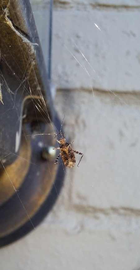 Plant bug Things I find on the web.Cannot identify. Geotagged,Miridae,Phytocoris,Spring,United States,heteroptera,plant bug,true bug