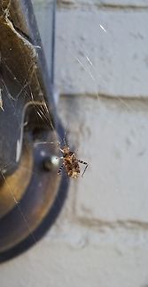 Plant bug Things I find on the web.Cannot identify. Geotagged,Miridae,Phytocoris,Spring,United States,heteroptera,plant bug,true bug