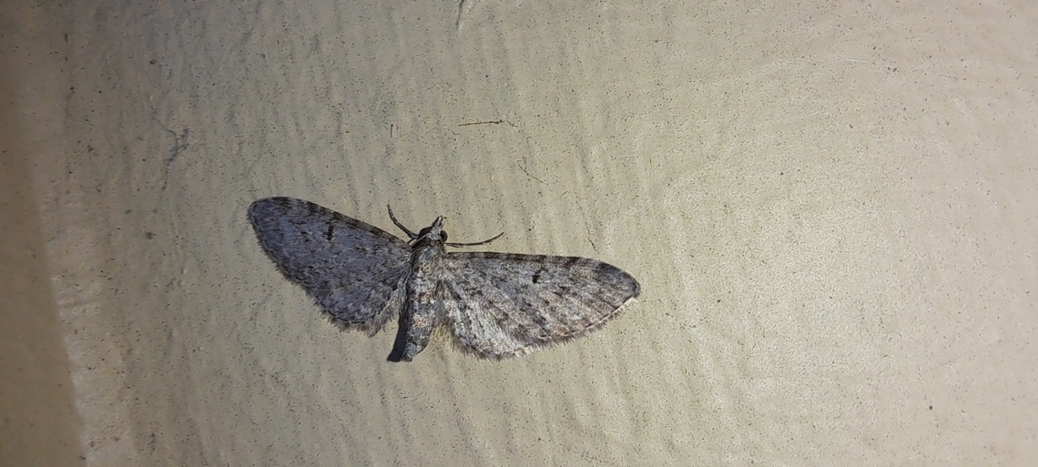 Grey Pug  Common Eupithecia,Eupithecia miserulata,Geometridae,Geotagged,Grey pug moth,Lepidoptera,Summer,United States