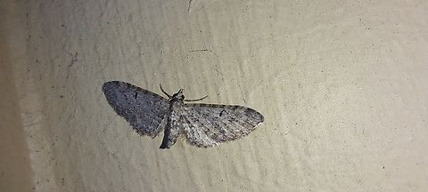 Grey Pug  Common Eupithecia,Eupithecia miserulata,Geometridae,Geotagged,Grey pug moth,Lepidoptera,Summer,United States