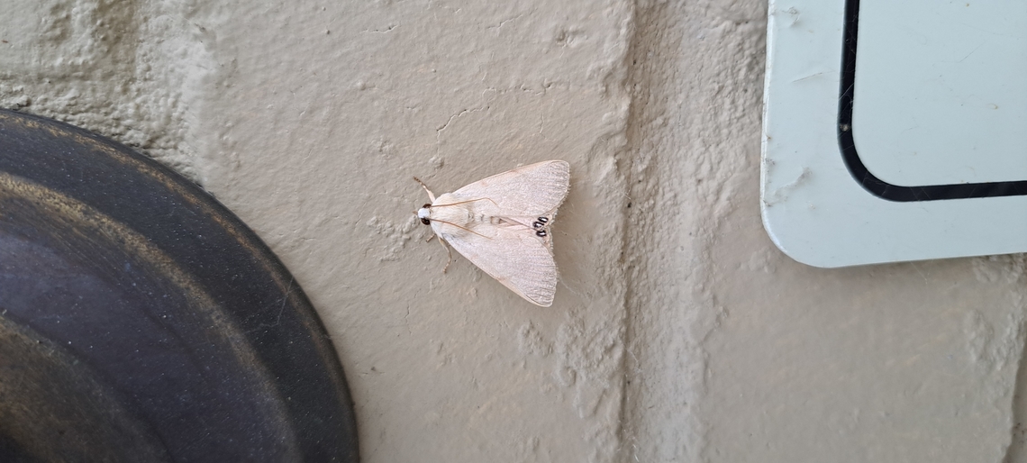 Nice looking moth (palm flower moth) Nice about porch lights. You don&#039;t have to look for them, they find you. Geotagged,Lepidoptera,Litoprosopus coachella,Moth,Summer,United States,owlet moth,palm flower moth