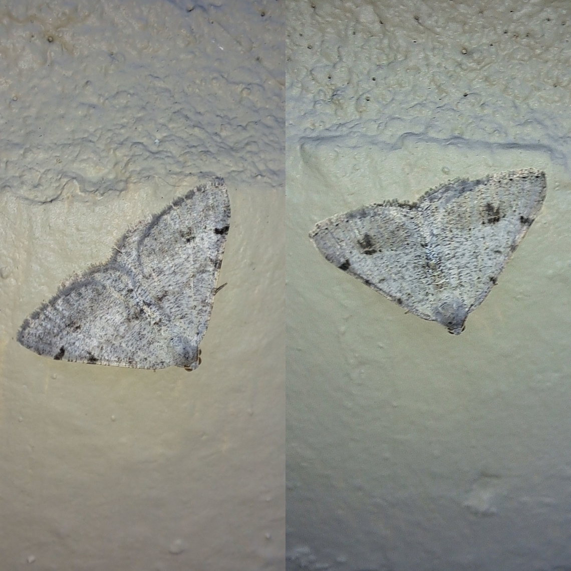 A mating pair? Within proximity of each other.  One more faded. Creosote moth,Digrammia colorata,Geometridae,Geotagged,Lepidoptera,United States,geometrid,moth
