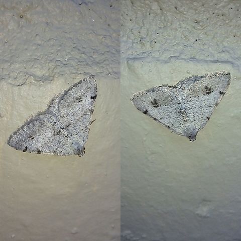 A mating pair? Within proximity of each other.  One more faded. Creosote moth,Digrammia colorata,Geometridae,Geotagged,Lepidoptera,United States,geometrid,moth