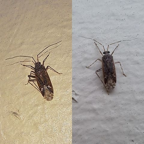 Plant bug I'm not sure of this is the same plant bug as my previous upload.  Except for the color, they look a little different. Maybe different gender.  Geotagged,Miridae,Phytocoris,Plant bug,United States,true bug