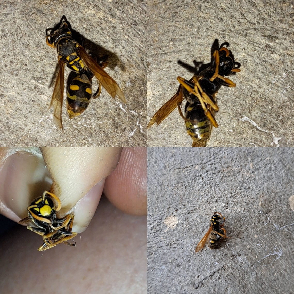 European paper wasp Where I used to live,they were nesting up to four times a year under the balcony or in the air conditioner.  I used to put the in jars. I gave it to a maintenance worker from an HOA. He was Disturbed by it. When I saw an early stages of a nest,I attacked them with a broom in the evening hours. Not smart, but I hated them. They were attracted to a bush with purple flowers. I used to collect them in a jar with a little soapy water. Got over 100 in a day. Read they're invasive.  They love heat. On the shaded balconies, I never saw them. Eumenidae,European paper wasp,Geotagged,Hymenoptera,Polistes,Polistes dominula,United States