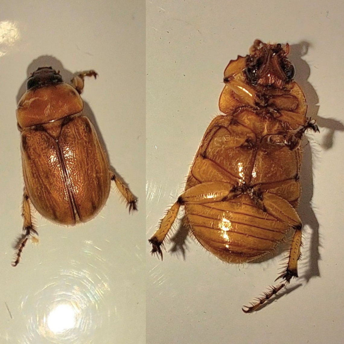 Western masked chafer in my boot I never seen seen them in my neighborhood years ago, until my mom brought her car back from another part of San Jose. Then, after that, they were everywhere. They have a habit of crashing into walls and people.  Coleoptera,Cyclocephala hirta,Dynastidae,Geotagged,United States,western masked chafer