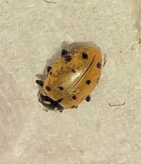 convergent lady beetle It wasn't living why it's a tad faded. Coccinellidae,Coleoptera,Convergent Ladybird,Convergent lady beetle,Geotagged,Hippodamia,Hippodamia convergens,Summer,United States